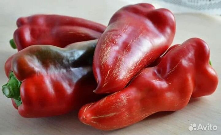 Перец болгарский рассада