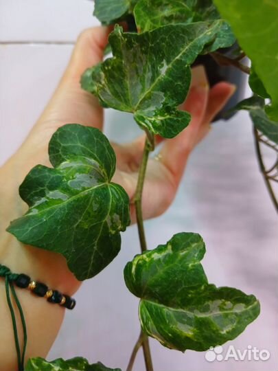 Плющ (хедера) 2