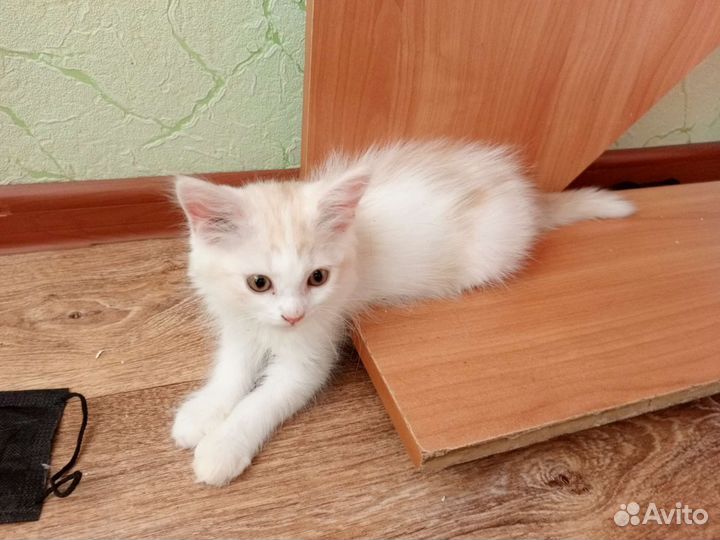 Котята смесь британца и шиншиллы