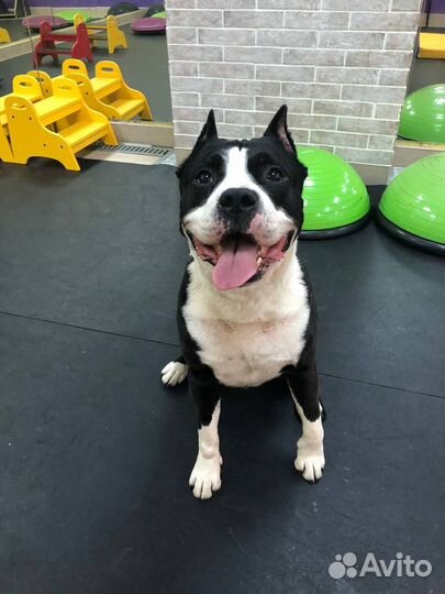 Амерекинский Стаффаршидский терьер для вязок