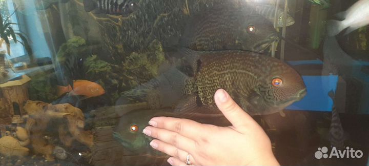 Рыбка Северум