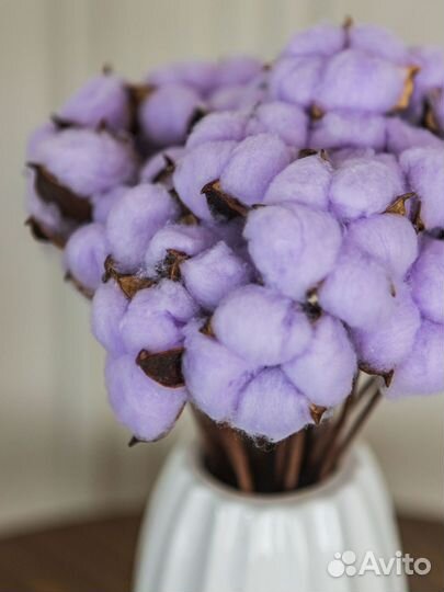 Ветки хлопка сухоцвет