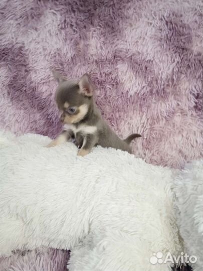 Лиловая девочка