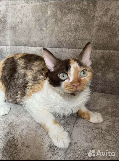 Сокращение питомника 5 животных Девон-рекс