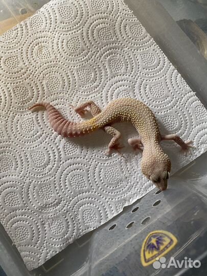 Эублефар самцы (продажа,обмен)