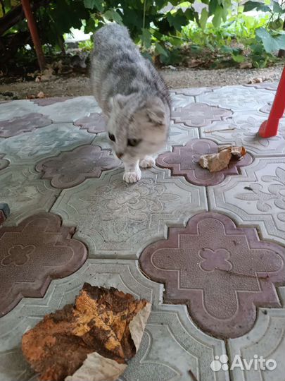 Вислоухая кошка и двое маленьких котят