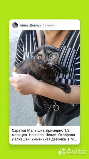 Котята в добрые руки