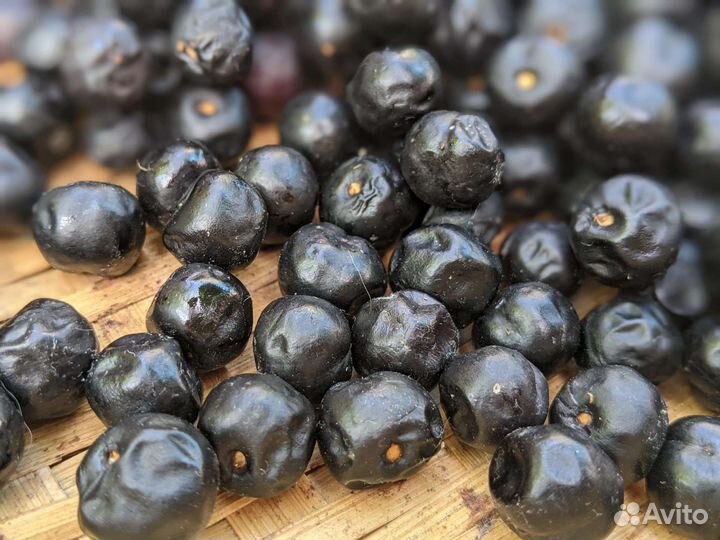 Лавровишня лекарственная Лузитанская Семена