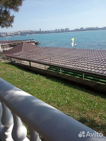 Черенки винограда этого 2023 года разных сортов