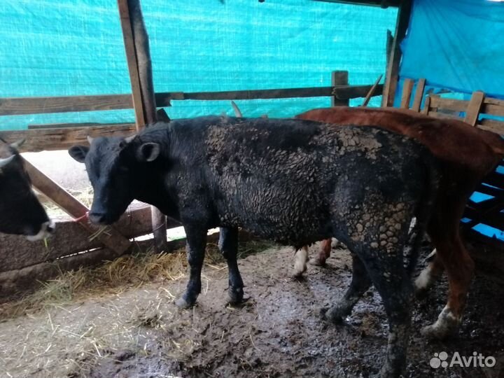 Бычки и быки