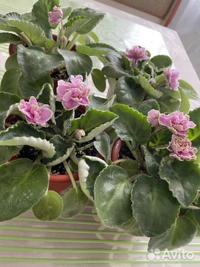 Цветущие фиалки