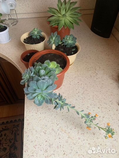 Комнатные цветы