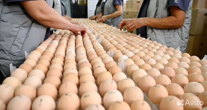 Бройлер суточный Кобб-500 и Росс-308 в Краснодаре