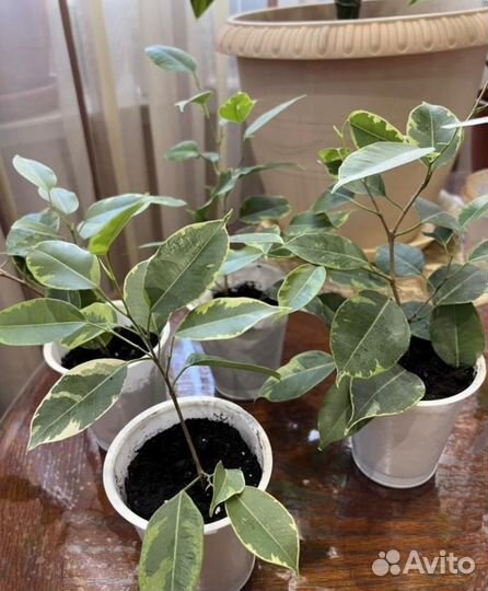 Фикус Твилайт, Бафт, Вианди