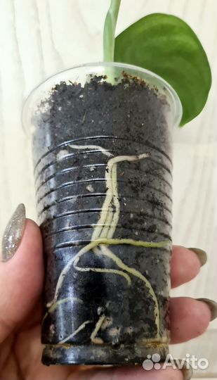 Сциндапсус Satin Jade