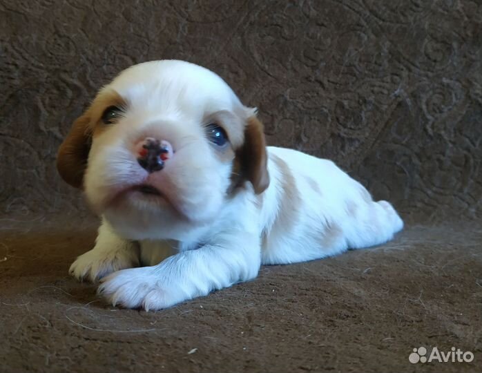 Девочка Кавалер Кинг Чарльз спаниель