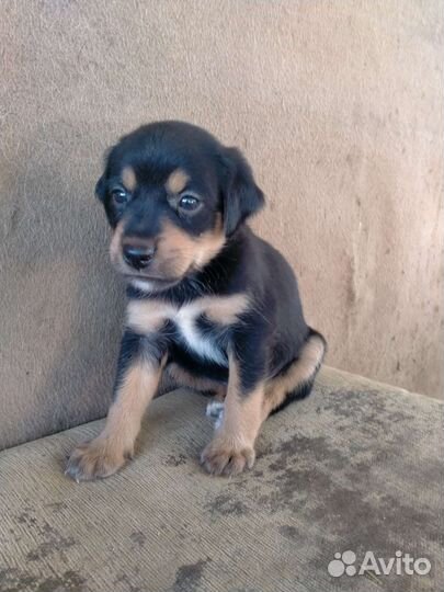 Щенки от небольшой собачки