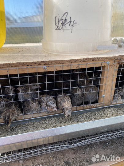 Клетки для перепелов бу