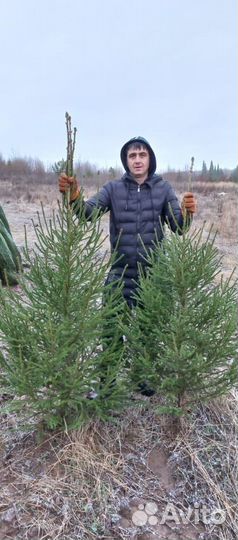 Ель зеленая обыкновенная саженцы, крупномеры