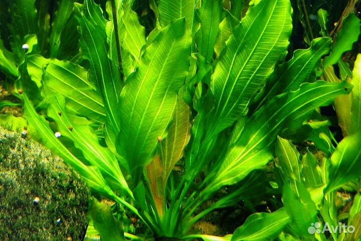 Эхинодорус