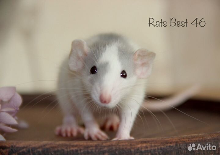 Крысята девочки от Rats Best