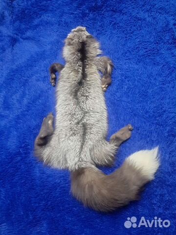 Шкурка мех чернобурки