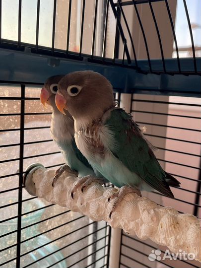 Попугай неразлучники