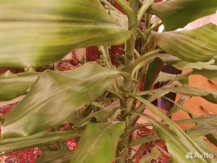 Пальма драцена, 1м50см