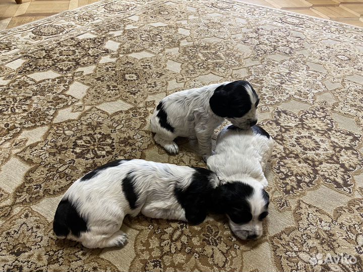 Русский охотничий спаниель щенки