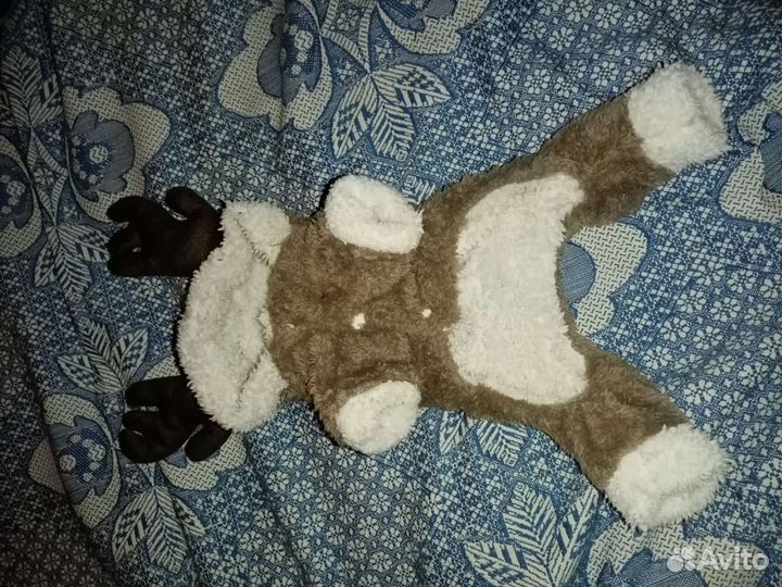 Одежда для собак