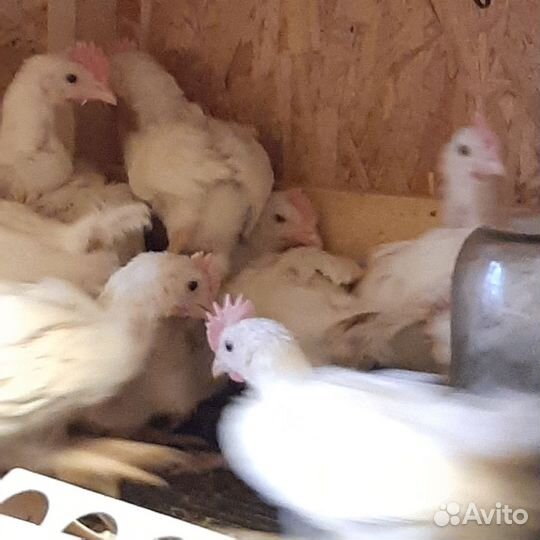 Яйцо амераукана на инкубацию