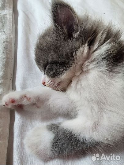 Котята милые волшебные. Пушистые :)