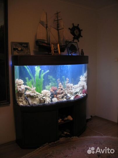 Оформление и обслуживание аквариумов и прудов