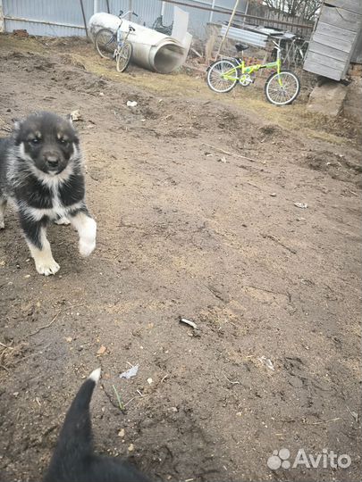 Девочка хаски