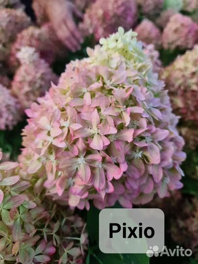 Саженцы гортензии метельчатая