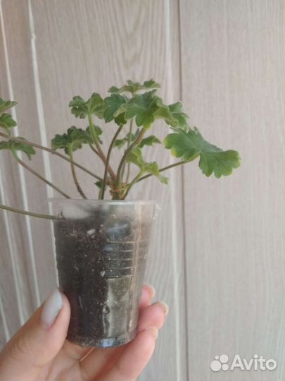 Пеларгония Ириол Перламутр