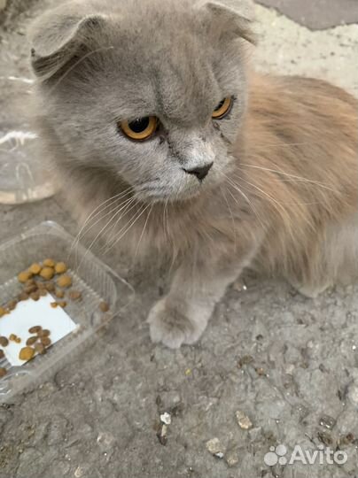 Кошка 1,5 годика