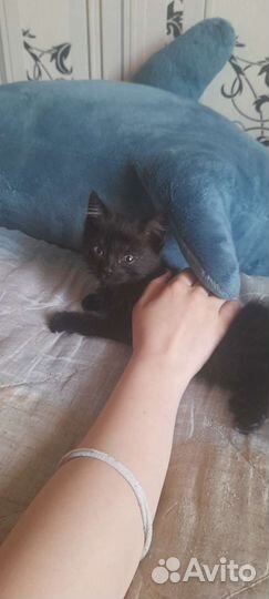 Котенок в дар бесплатно
