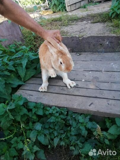 Крол полтара года