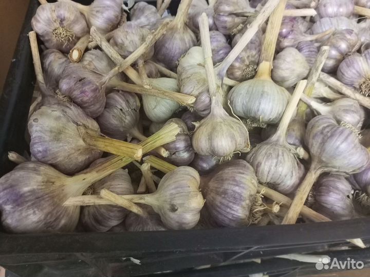 Чеснок