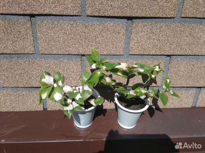 Традесканция