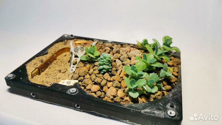 Флорариум жёсткий диск