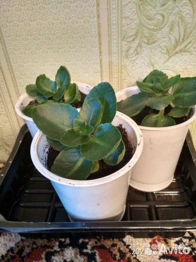 Каланхоэ цветущий