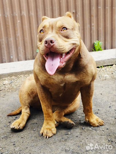 Щенки булли