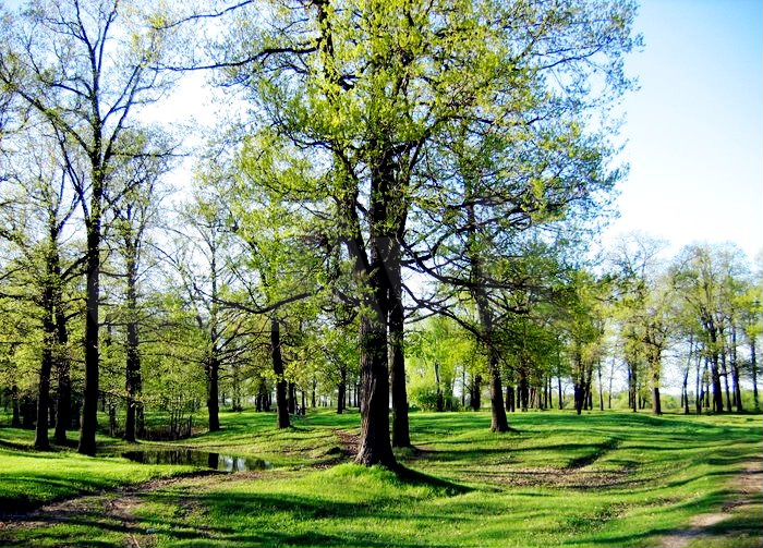 Участок 8 сот. (ИЖС)