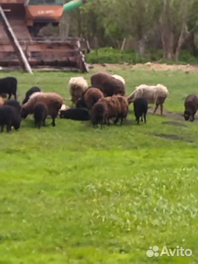 Баран и овцы
