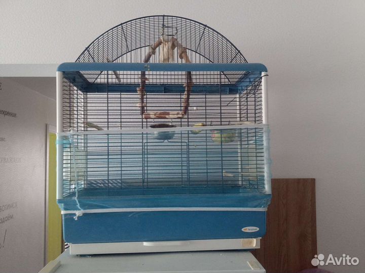 Корелла с клеткой