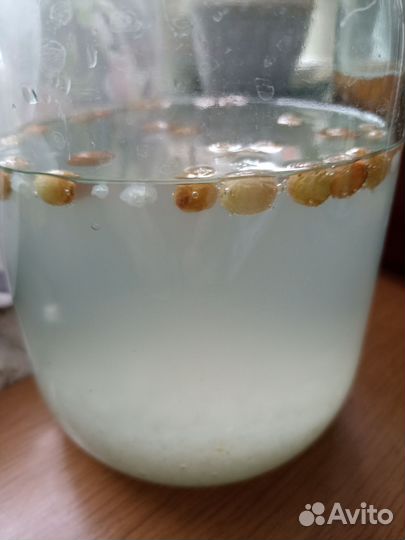 Индийский морской рис