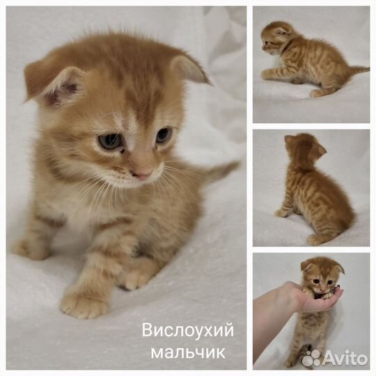 Вислоухие котята