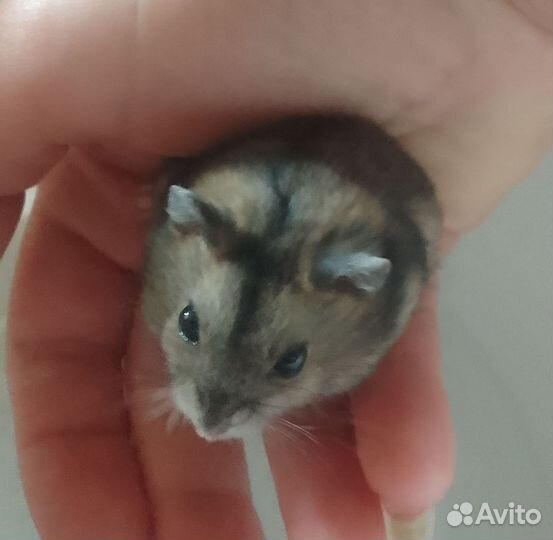 Джунгарский хомяк
